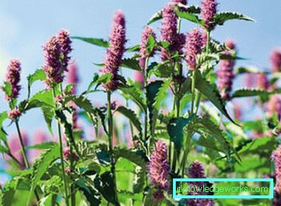 61-Anise Hyssop (Lofant)