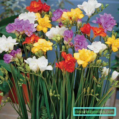 185-aristokratisk freesia