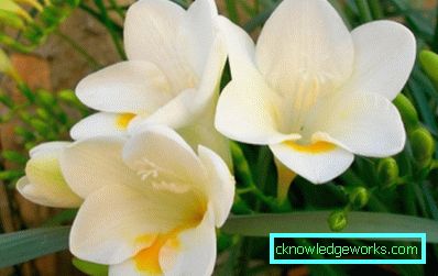 185-aristokratisk freesia