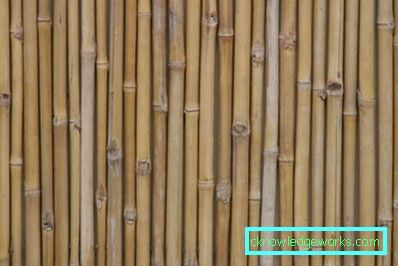 238-Bamboo tapeter - 100 fantastiska bilder