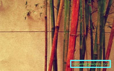 238-Bamboo tapeter - 100 fantastiska bilder
