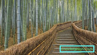 238-Bamboo tapeter - 100 fantastiska bilder