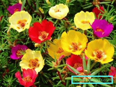 226-Portulaca Blommor