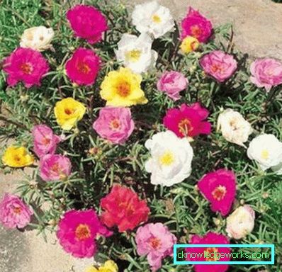 226-Portulaca Blommor