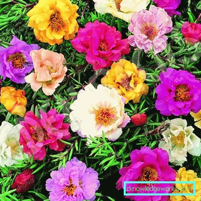226-Portulaca Blommor