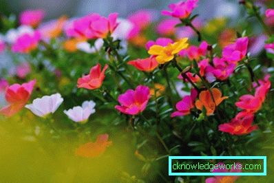 226-Portulaca Blommor