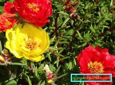 226-Portulaca Blommor