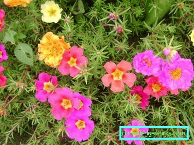 226-Portulaca Blommor