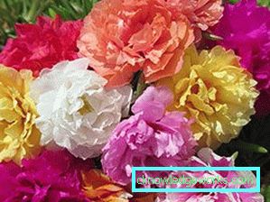 226-Portulaca Blommor
