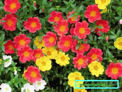 226-Portulaca Blommor