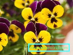 272-violettblommor (pansies