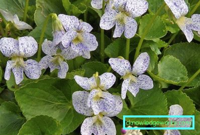 272-violettblommor (pansies