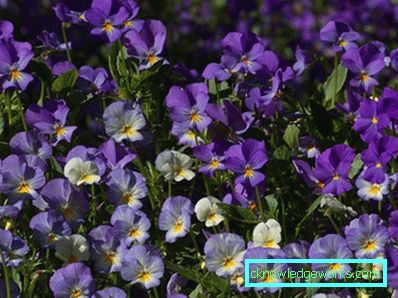 272-violettblommor (pansies