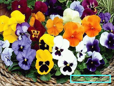 272-violettblommor (pansies