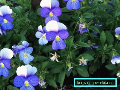 272-violettblommor (pansies