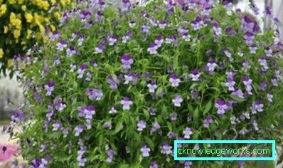 272-violettblommor (pansies