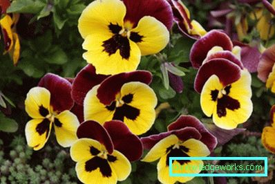272-violettblommor (pansies