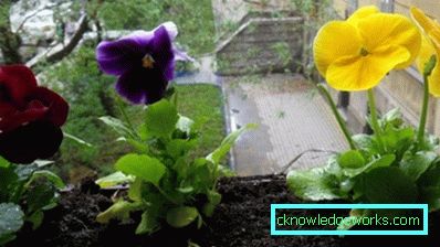 272-violettblommor (pansies