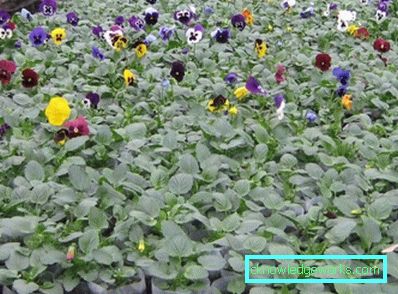 272-violettblommor (pansies