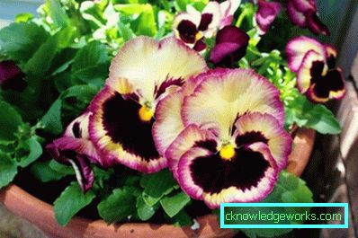 272-violettblommor (pansies