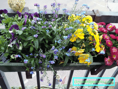 Blommor på balkongen - hur man gör dem
