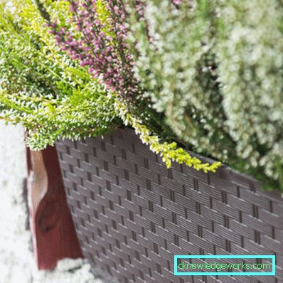 Blommor på balkongen - hur man gör dem
