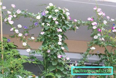 Blommor på balkongen - hur man gör dem