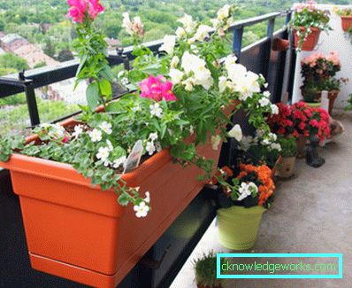Blommor på balkongen - hur man gör dem