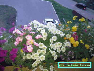 Blommor på balkongen - hur man gör dem