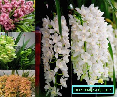 Blommor på balkongen - hur man gör dem
