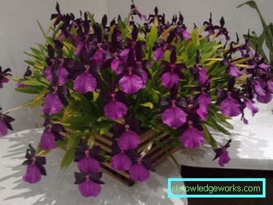 Blommor på balkongen - hur man gör dem