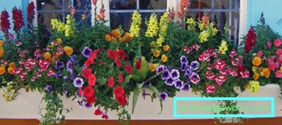 Blommor på balkongen - hur man gör dem