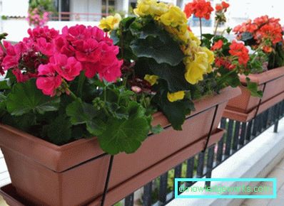 Blommor på balkongen - hur man gör dem