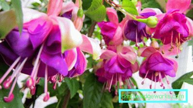 Blommor på balkongen - hur man gör dem