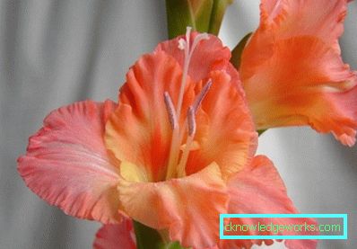 184 Gladiolus