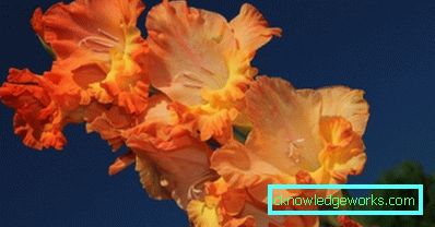 184 Gladiolus