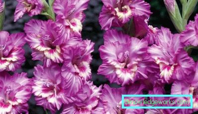 184 Gladiolus