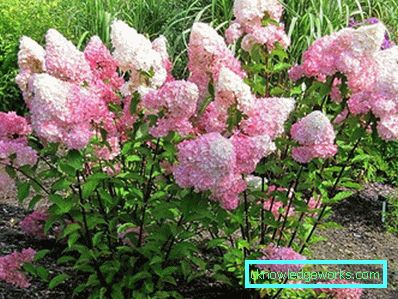 31-Hydrangea plantering och vård vid dacha