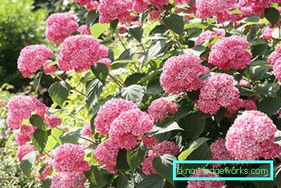 31-Hydrangea plantering och vård vid dacha