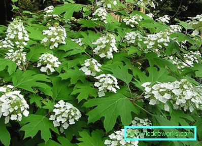 31-Hydrangea plantering och vård vid dacha