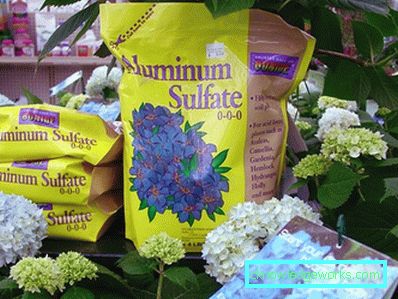 31-Hydrangea plantering och vård vid dacha