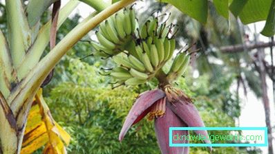 290-Hur bananer växer