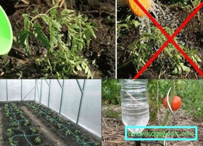 Droppbevattning i växthuset: enheten och fördelarna med systemet Droppbevattning i växthuset: enheten och fördelarna med systemet