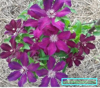 143-Clematis Beskrivning