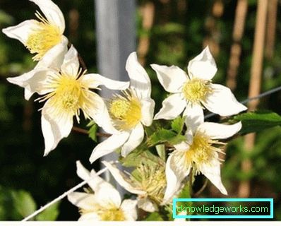 143-Clematis Beskrivning