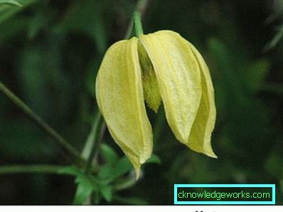 143-Clematis Beskrivning