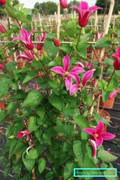 143-Clematis Beskrivning