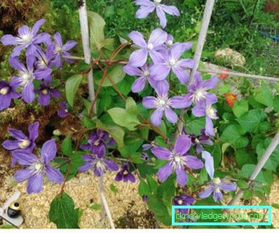 143-Clematis Beskrivning