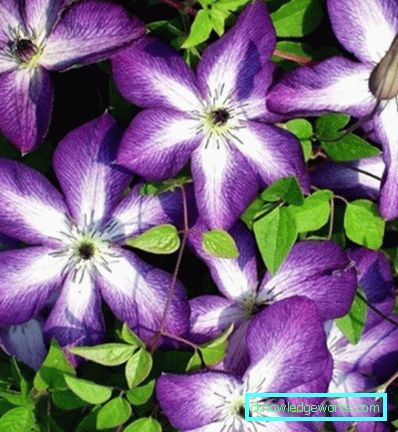 143-Clematis Beskrivning