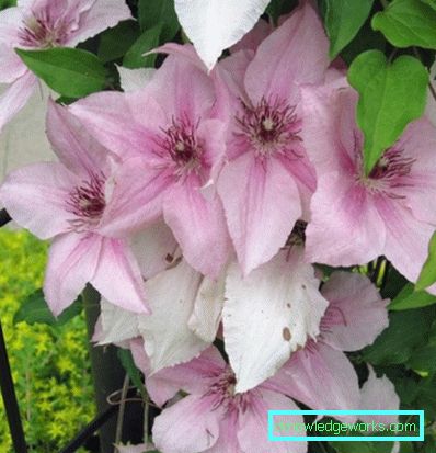 143-Clematis Beskrivning